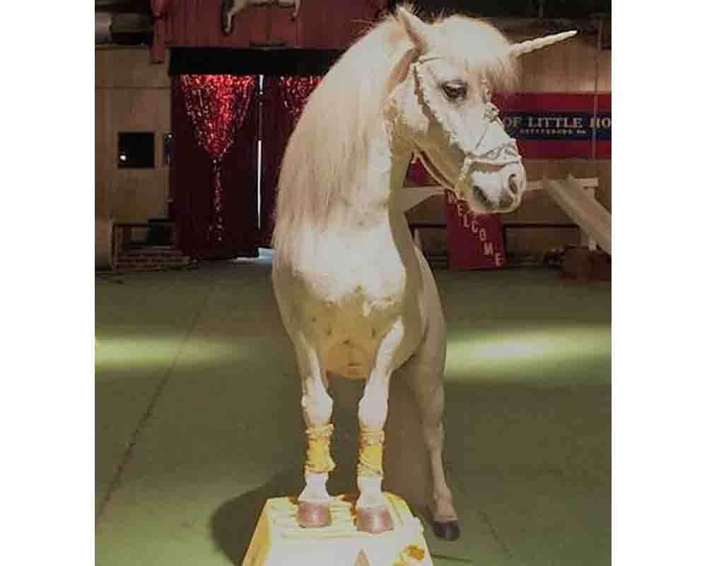 Land of Little Horses Farm Park Gettysburg PA Things to Do